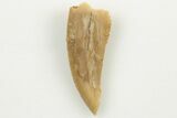 Bargain, .8" Partial Raptor Tooth - Real Dinosaur Tooth - #200296-1